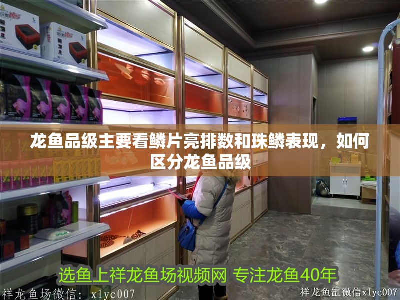 龍魚品級主要看鱗片亮排數(shù)和珠鱗表現(xiàn)，如何區(qū)分龍魚品級