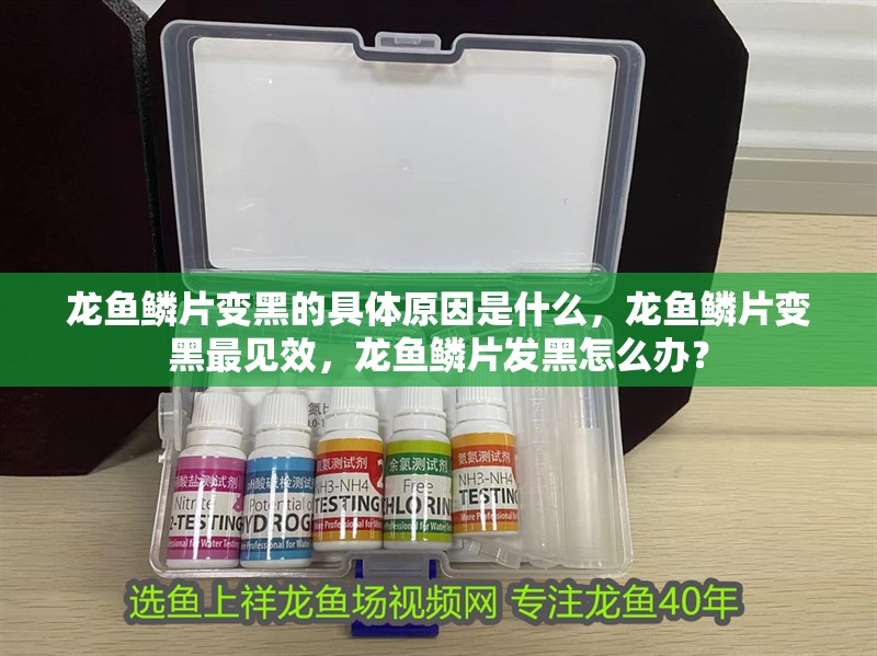 龍魚鱗片變黑的具體原因是什么，龍魚鱗片變黑最見效，龍魚鱗片發黑怎么辦？