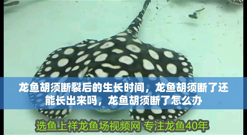 龍魚胡須斷裂后的生長時間，龍魚胡須斷了還能長出來嗎，龍魚胡須斷了怎么辦