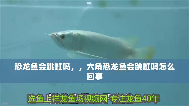 恐龍魚會跳缸嗎，，六角恐龍魚會跳缸嗎怎么回事
