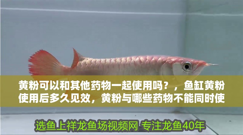 黃粉可以和其他藥物一起使用嗎？，魚缸黃粉使用后多久見效，黃粉與哪些藥物不能同時使用
