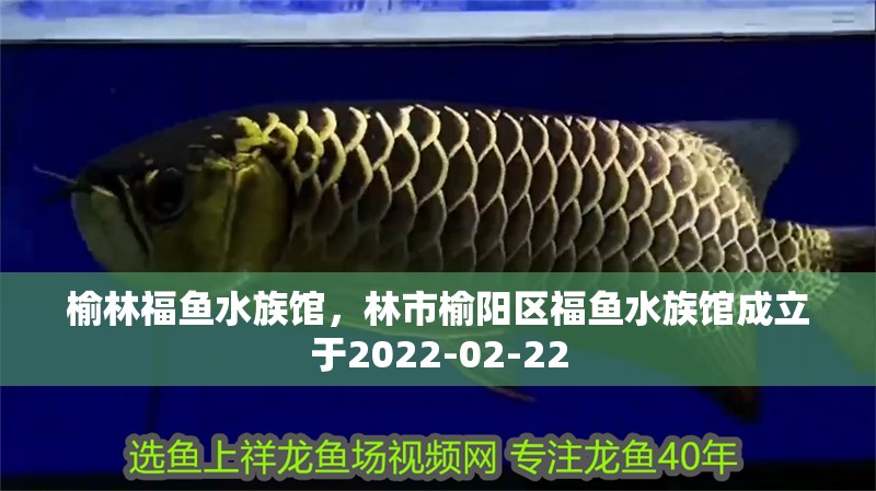 榆林福魚水族館，林市榆陽區(qū)福魚水族館成立于2022-02-22