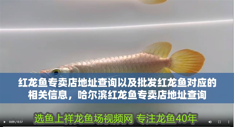 紅龍魚專賣店地址查詢以及批發紅龍魚對應的相關信息，哈爾濱紅龍魚專賣店地址查詢