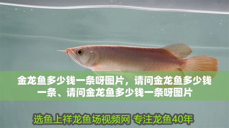 金龍魚多少錢一條呀圖片，請問金龍魚多少錢一條、請問金龍魚多少錢一條呀圖片