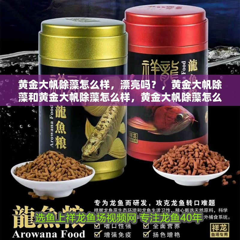 黃金大帆除藻怎么樣，漂亮嗎？，黃金大帆除藻和黃金大帆除藻怎么樣，黃金大帆除藻怎么樣