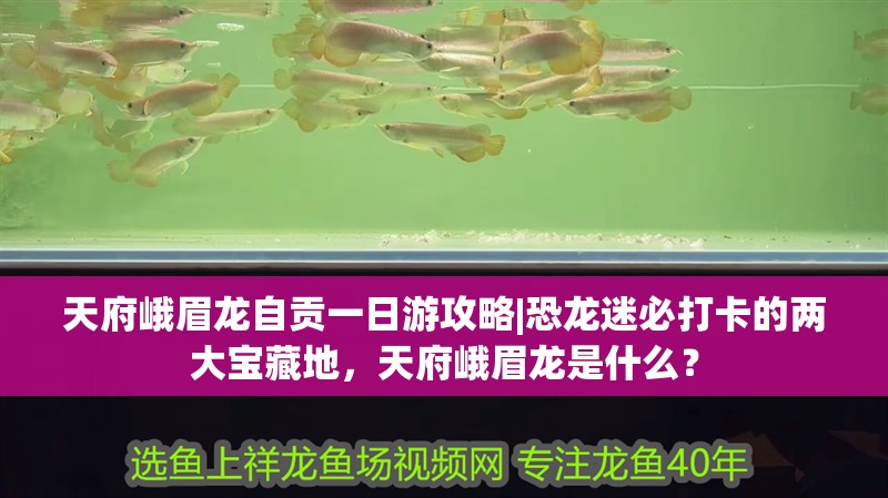 天府峨眉龍自貢一日游攻略|恐龍迷必打卡的兩大寶藏地，天府峨眉龍是什么？