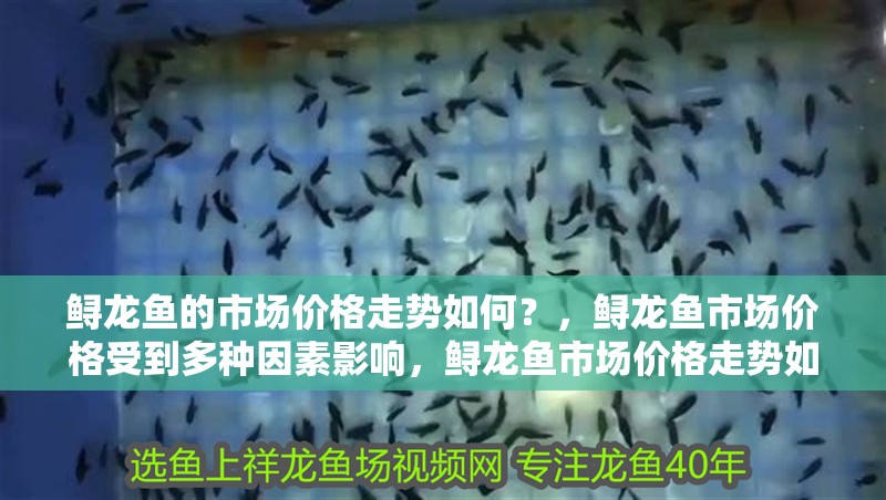 鱘龍魚的市場價格走勢如何？，鱘龍魚市場價格受到多種因素影響，鱘龍魚市場價格走勢如何