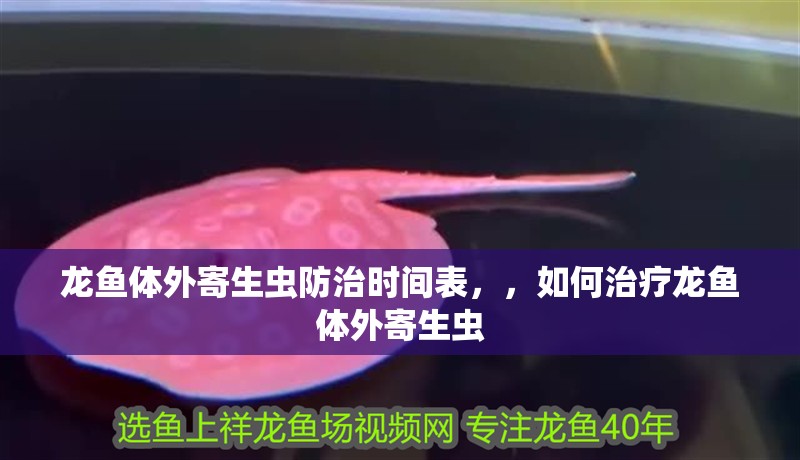 龍魚體外寄生蟲防治時間表，，如何治療龍魚體外寄生蟲