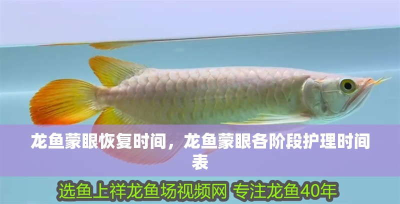 龍魚(yú)蒙眼恢復(fù)時(shí)間，龍魚(yú)蒙眼各階段護(hù)理時(shí)間表