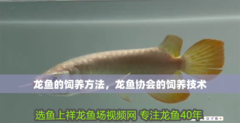 龍魚的飼養方法，龍魚協會的飼養技術