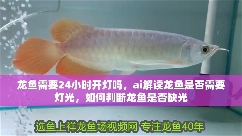 龍魚需要24小時開燈嗎，ai解讀龍魚是否需要燈光，如何判斷龍魚是否缺光