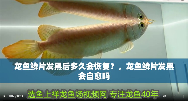 龍魚鱗片發黑后多久會恢復？，龍魚鱗片發黑會自愈嗎