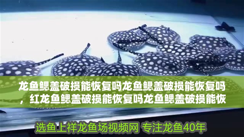 龍魚鰓蓋破損能恢復嗎龍魚鰓蓋破損能恢復嗎，紅龍魚鰓蓋破損能恢復嗎龍魚鰓蓋破損能恢復嗎