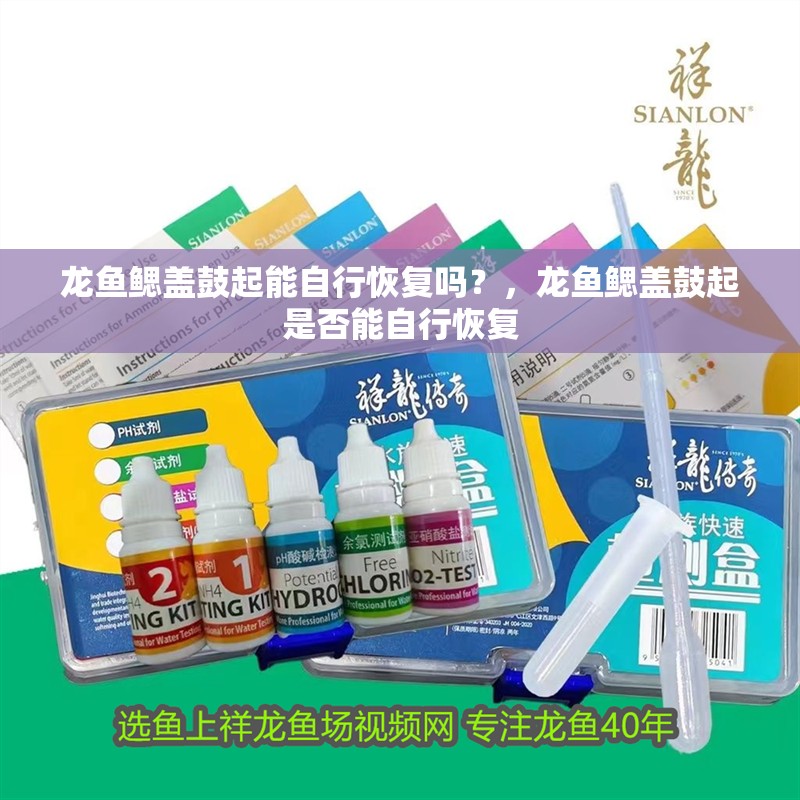 龍魚鰓蓋鼓起能自行恢復嗎？，龍魚鰓蓋鼓起是否能自行恢復