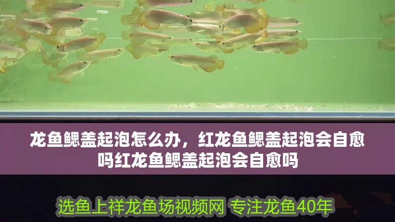 龍魚鰓蓋起泡怎么辦，紅龍魚鰓蓋起泡會自愈嗎紅龍魚鰓蓋起泡會自愈嗎