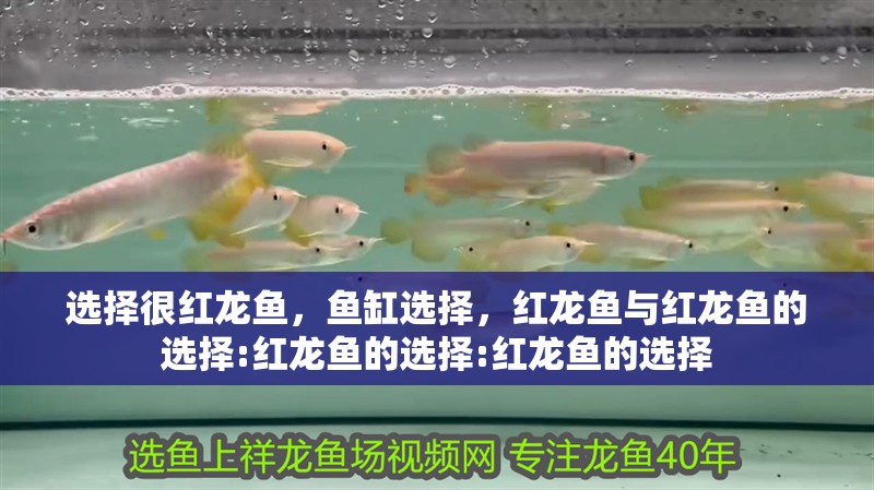 選擇很紅龍魚，魚缸選擇，紅龍魚與紅龍魚的選擇:紅龍魚的選擇:紅龍魚的選擇