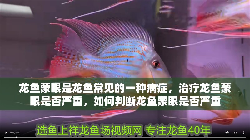 龍魚蒙眼是龍魚常見的一種病癥，治療龍魚蒙眼是否嚴(yán)重，如何判斷龍魚蒙眼是否嚴(yán)重