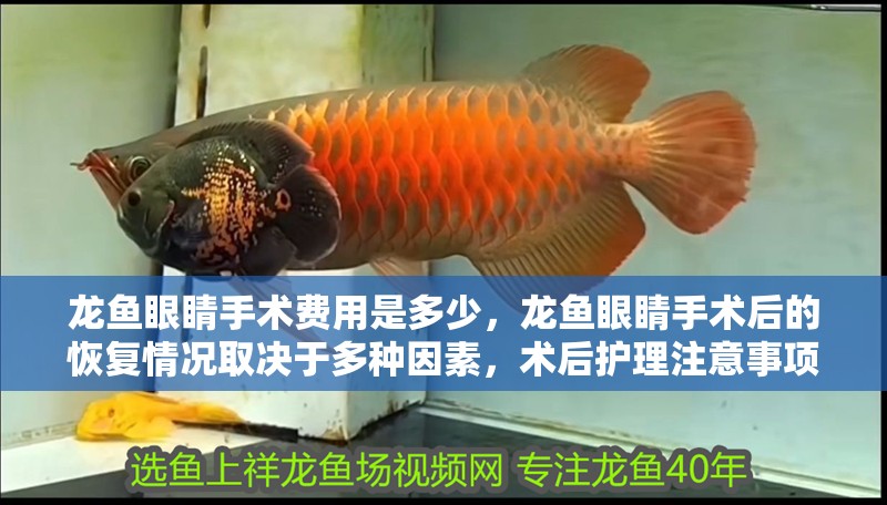 龍魚眼睛手術(shù)費(fèi)用是多少，龍魚眼睛手術(shù)后的恢復(fù)情況取決于多種因素，術(shù)后護(hù)理注意事項
