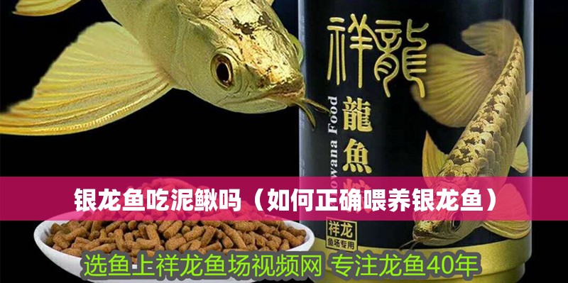 銀龍魚吃泥鰍嗎（如何正確喂養(yǎng)銀龍魚）