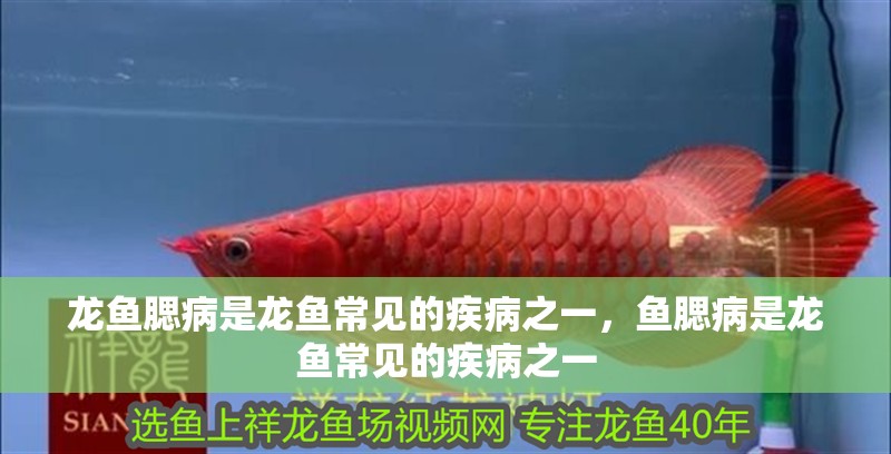 龍魚腮病是龍魚常見的疾病之一，魚腮病是龍魚常見的疾病之一