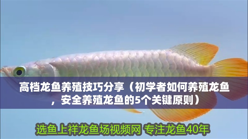 高檔龍魚養(yǎng)殖技巧分享（初學(xué)者如何養(yǎng)殖龍魚，安全養(yǎng)殖龍魚的5個(gè)關(guān)鍵原則）