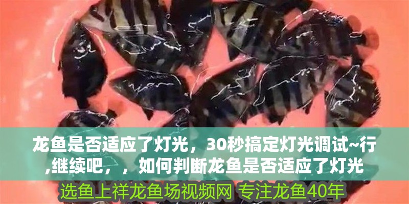 龍魚是否適應了燈光，30秒搞定燈光調試~行,繼續吧，，如何判斷龍魚是否適應了燈光