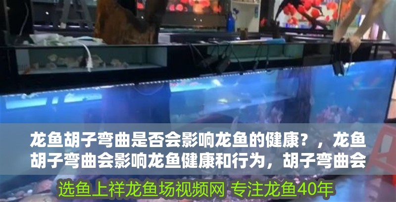 龍魚胡子彎曲是否會影響龍魚的健康？，龍魚胡子彎曲會影響龍魚健康和行為，胡子彎曲會影響龍魚健康