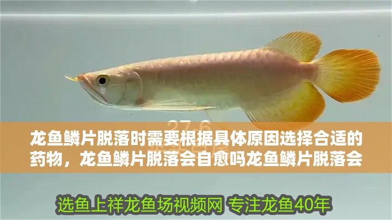 龍魚鱗片脫落時需要根據具體原因選擇合適的藥物，龍魚鱗片脫落會自愈嗎龍魚鱗片脫落會自愈嗎