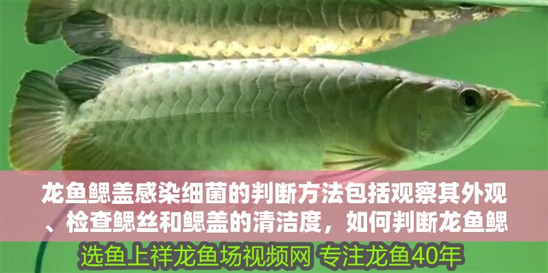 龍魚鰓蓋感染細菌的判斷方法包括觀察其外觀、檢查鰓絲和鰓蓋的清潔度，如何判斷龍魚鰓蓋感染細菌