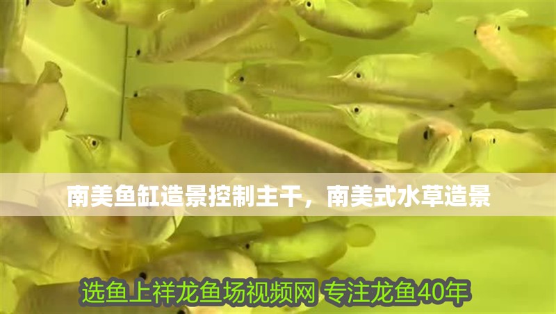 南美魚缸造景控制主干，南美式水草造景