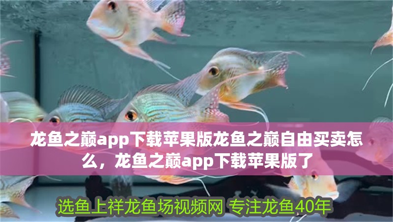 龍魚之巔app下載蘋果版龍魚之巔自由買賣怎么，龍魚之巔app下載蘋果版了