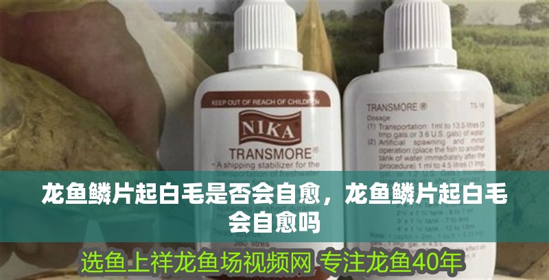 龍魚鱗片起白毛是否會自愈，龍魚鱗片起白毛會自愈嗎