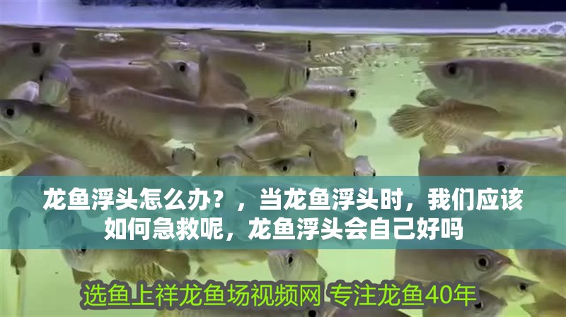 龍魚浮頭怎么辦？，當龍魚浮頭時，我們應該如何急救呢，龍魚浮頭會自己好嗎