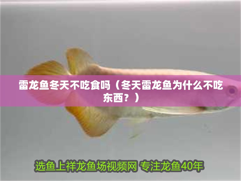 雷龍魚冬天不吃食嗎（冬天雷龍魚為什么不吃東西？）