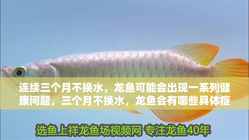 連續三個月不換水，龍魚可能會出現一系列健康問題，三個月不換水，龍魚會有哪些具體癥狀，龍魚會有哪些癥狀