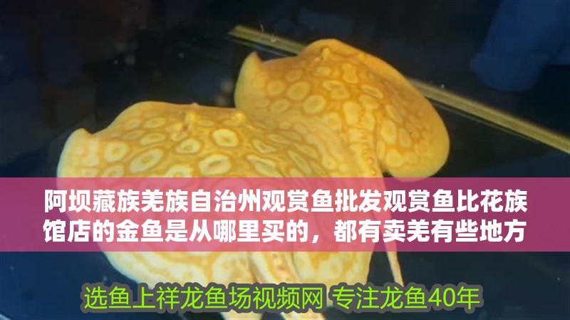 阿壩藏族羌族自治州觀賞魚批發(fā)觀賞魚比花族館店的金魚是從哪里買的，都有賣羌有些地方賣的觀賞魚批發(fā)，金魚是從哪里買的
