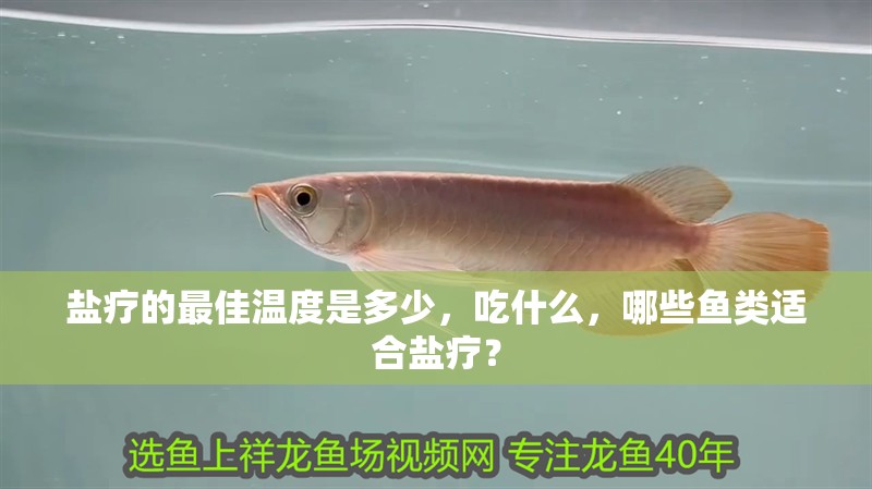鹽療的最佳溫度是多少，吃什么，哪些魚(yú)類(lèi)適合鹽療？