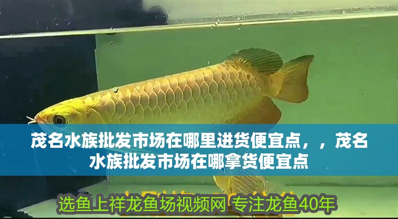 茂名水族批發市場在哪里進貨便宜點，，茂名水族批發市場在哪拿貨便宜點