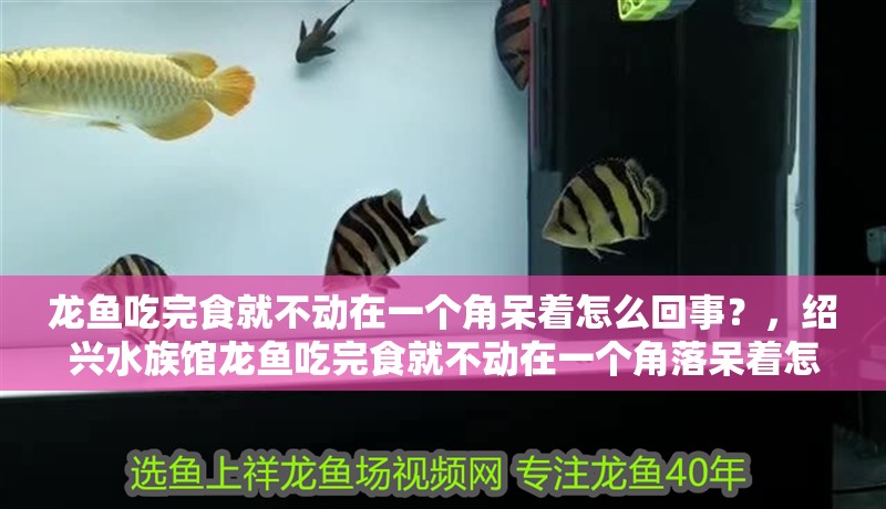 龍魚吃完食就不動在一個角呆著怎么回事？，紹興水族館龍魚吃完食就不動在一個角落呆著怎么回事