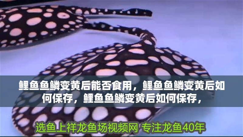 鯉魚魚鱗變黃后能否食用，鯉魚魚鱗變黃后如何保存，鯉魚魚鱗變黃后如何保存，