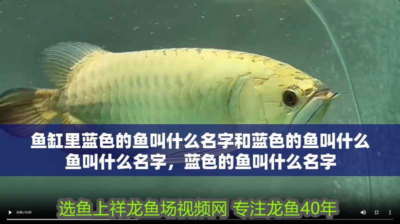 魚缸里藍色的魚叫什么名字和藍色的魚叫什么魚叫什么名字，藍色的魚叫什么名字