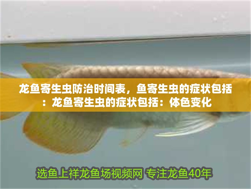 龍魚寄生蟲防治時間表，魚寄生蟲的癥狀包括：龍魚寄生蟲的癥狀包括：體色變化