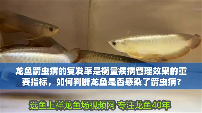 龍魚箭蟲病的復(fù)發(fā)率是衡量疾病管理效果的重要指標(biāo)，如何判斷龍魚是否感染了箭蟲病？
