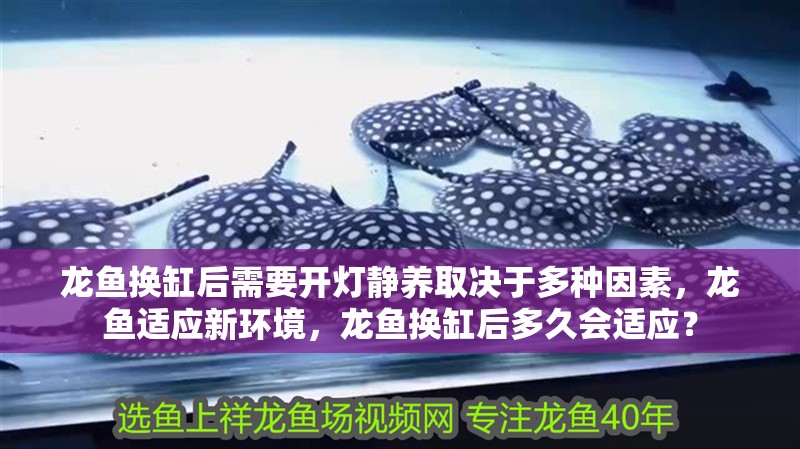 龍魚換缸后需要開燈靜養取決于多種因素，龍魚適應新環境，龍魚換缸后多久會適應？