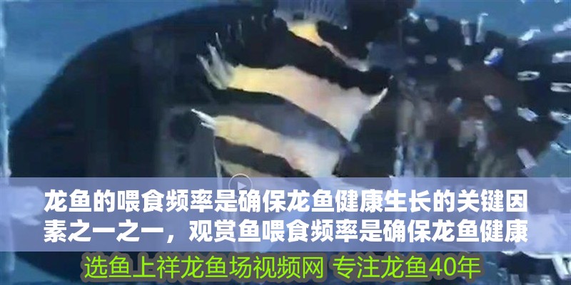 龍魚的喂食頻率是確保龍魚健康生長的關鍵因素之一之一，觀賞魚喂食頻率是確保龍魚健康生長的關鍵因素之一
