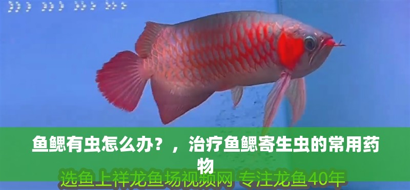 魚(yú)鰓有蟲(chóng)怎么辦？，治療魚(yú)鰓寄生蟲(chóng)的常用藥物