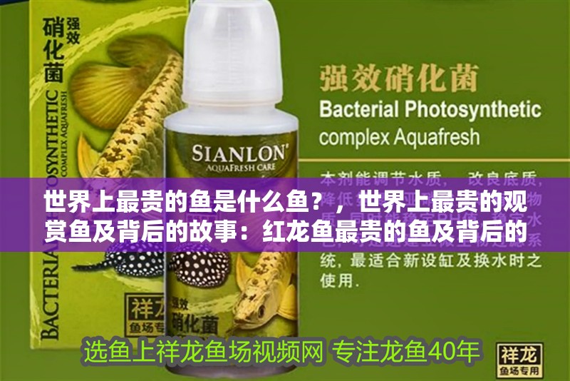 世界上最貴的魚是什么魚？，世界上最貴的觀賞魚及背后的故事：紅龍魚最貴的魚及背后的故事