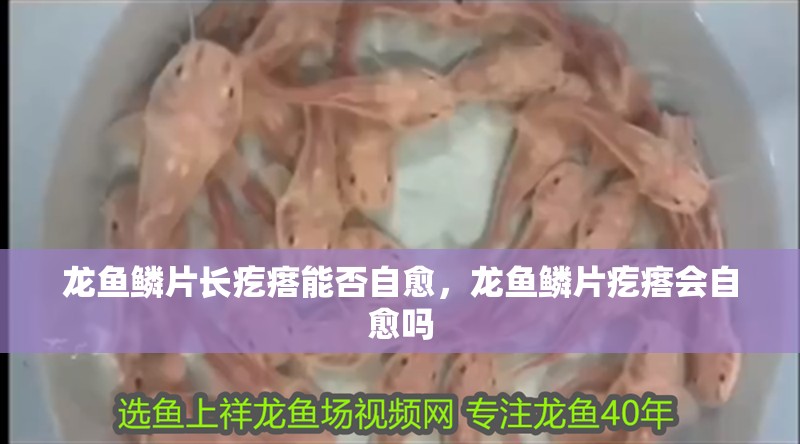 龍魚鱗片長疙瘩能否自愈，龍魚鱗片疙瘩會自愈嗎