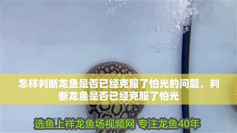 怎樣判斷龍魚是否已經(jīng)克服了怕光的問題，判斷龍魚是否已經(jīng)克服了怕光