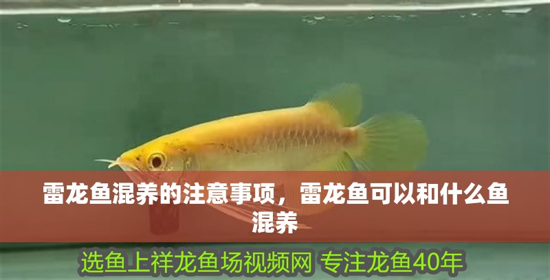 雷龍魚混養的注意事項，雷龍魚可以和什么魚混養